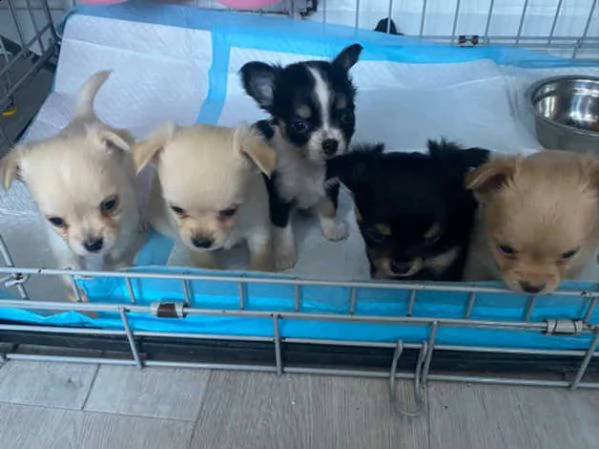 cuccioli di chihuahua in miniatura