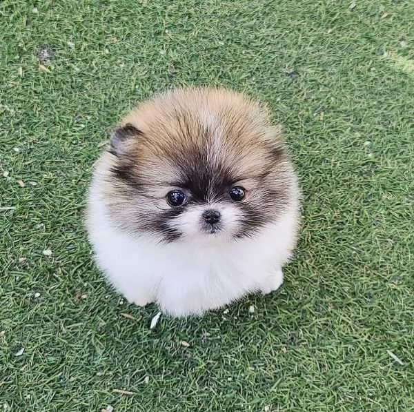 adorabile pomerania