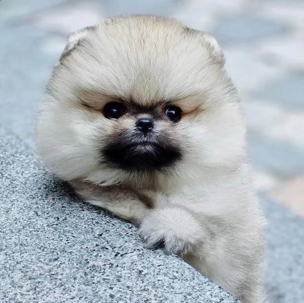 adorabile pomerania | Foto 4