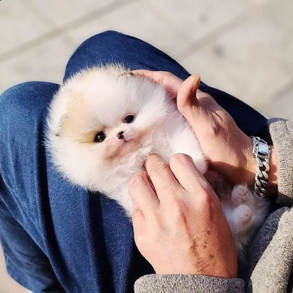 adorabile pomerania | Foto 3