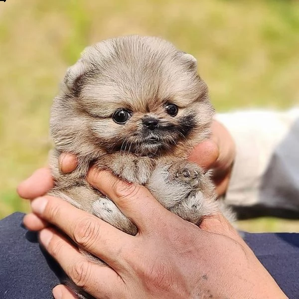 adorabile pomerania | Foto 2