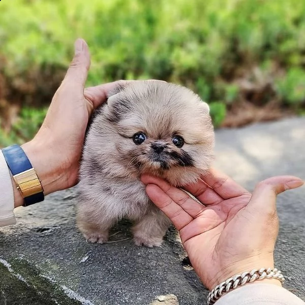 adorabile pomerania | Foto 1