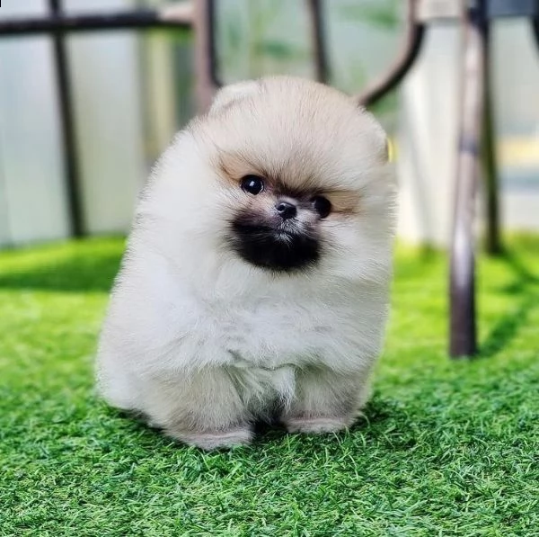 adorabile pomerania | Foto 0