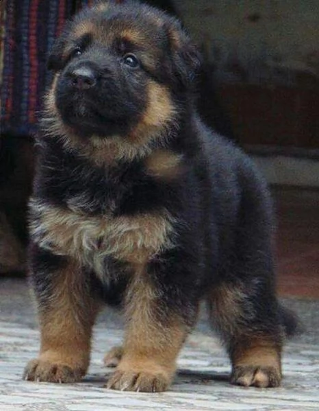 regalo cuccioli pastore tedesco cuccioli di pastore tedesco sono 3 femmine e 2 maschio. le foto sono