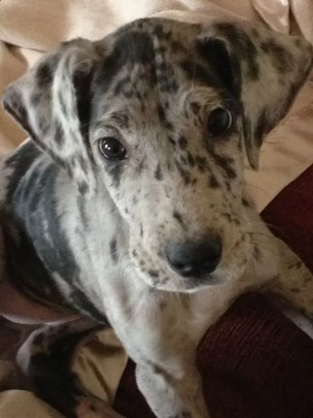 regalo adorabili cuccioli alano femminucce e maschietti disponibili gratuita i cuccioli sono vaccina