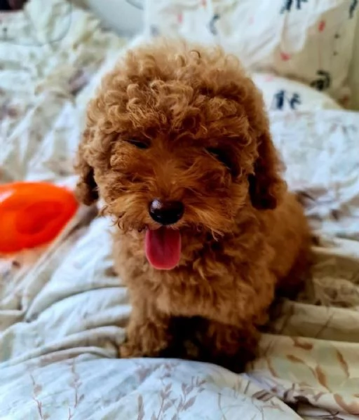 2regalo barboncino::::::::”