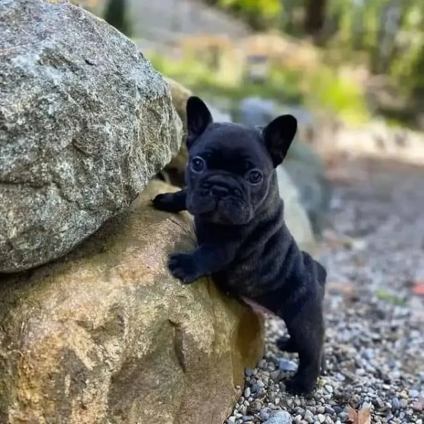 cuccioli di bulldog francese per l'adozione