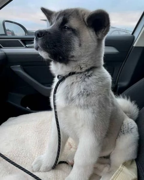 regalo akita cuccioli meravigliosi ! 