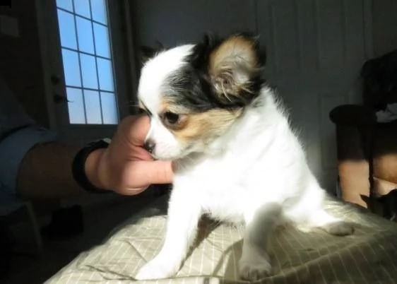 fantastici cuccioli di chihuahua per una nuova famiglia.