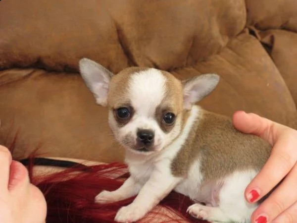fantastici cuccioli di chihuahua per una nuova famiglia. | Foto 0