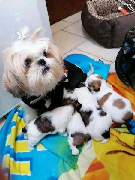 cuccioli shih tzu in adozione | Foto 1