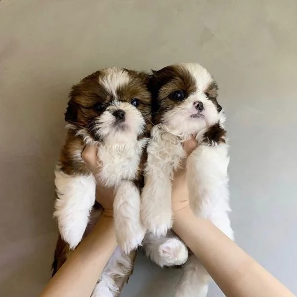 cuccioli shih tzu in adozione | Foto 0
