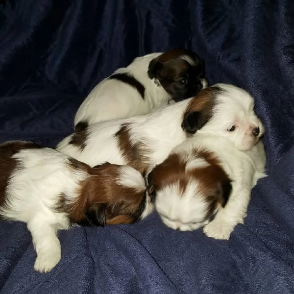cuccioli shih tzu in adozione