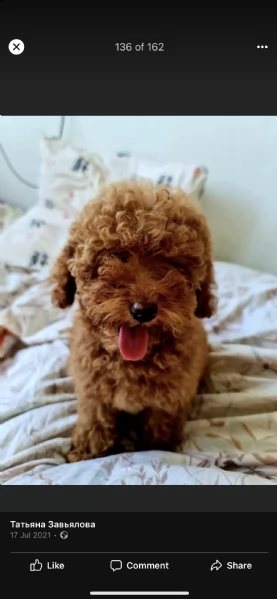 regalo dolce barboncino toy /nano | Foto 0