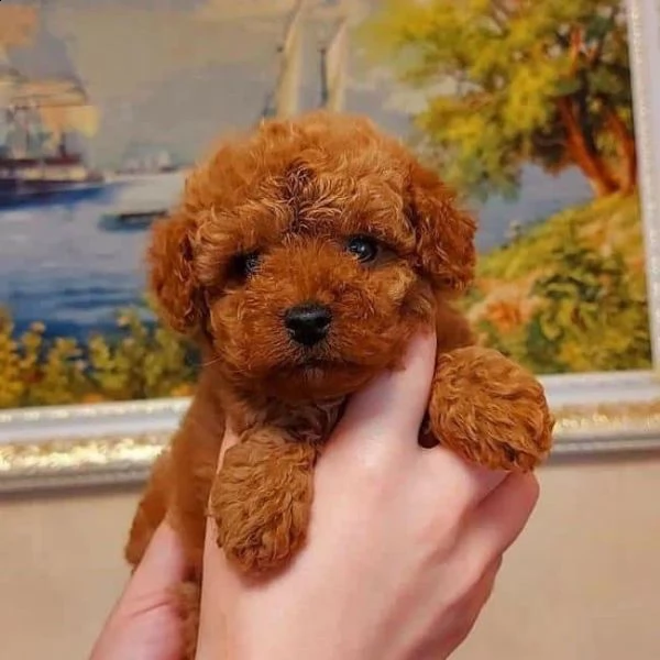 2regalo barboncino{} | Foto 0