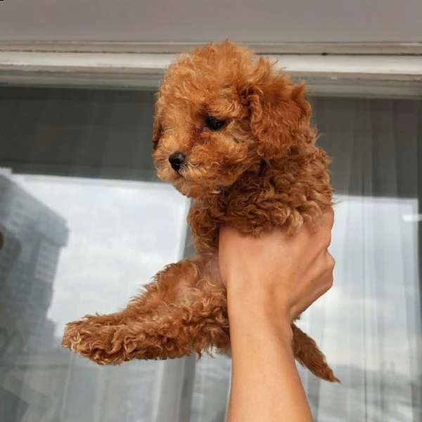 barboncino toy maschio e femmina