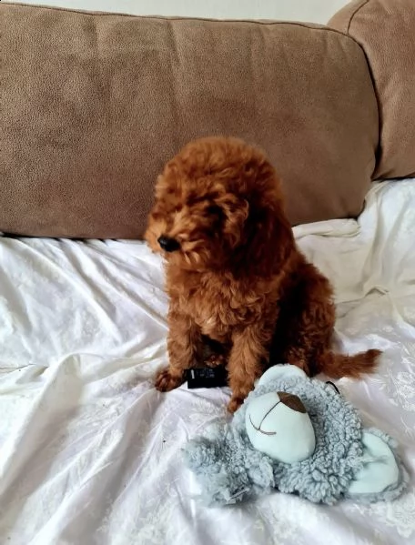 regalo barboncino toy e nano  belissimo