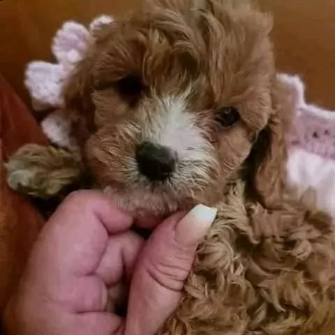 barboncino cucciolo  | Foto 0