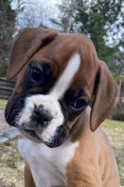 regalo estremamente carino cuccioli di boxer per l'adozione sono a casa sollevati e vasino addestrat