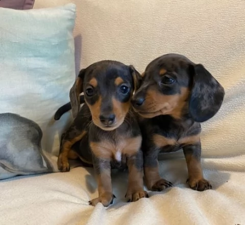 due bellissimi cuccioli di bassotto nano