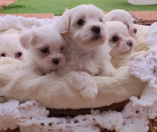 Cuccioli di maltese | Foto 6