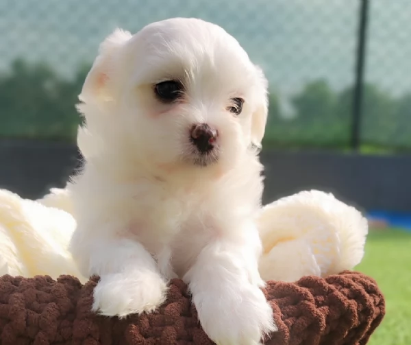 Cuccioli di maltese | Foto 5