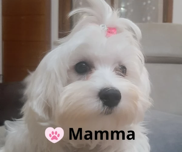 Cuccioli di maltese | Foto 4
