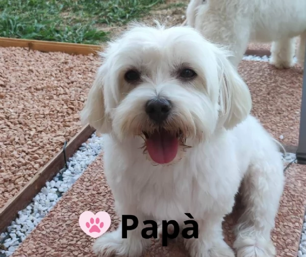 Cuccioli di maltese | Foto 3