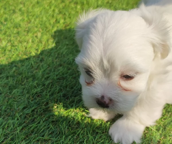Cuccioli di maltese | Foto 2