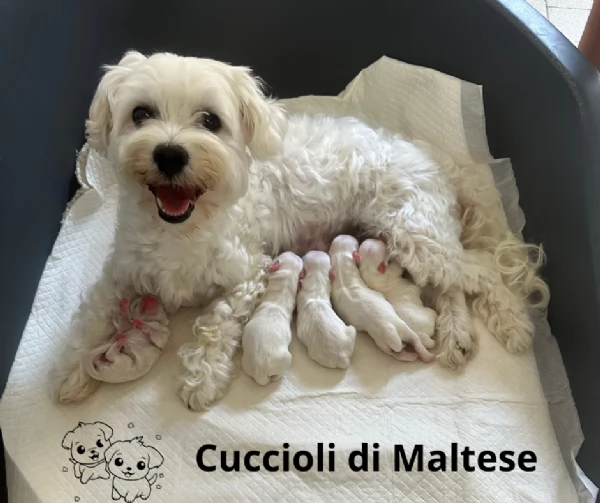 Cuccioli di maltese