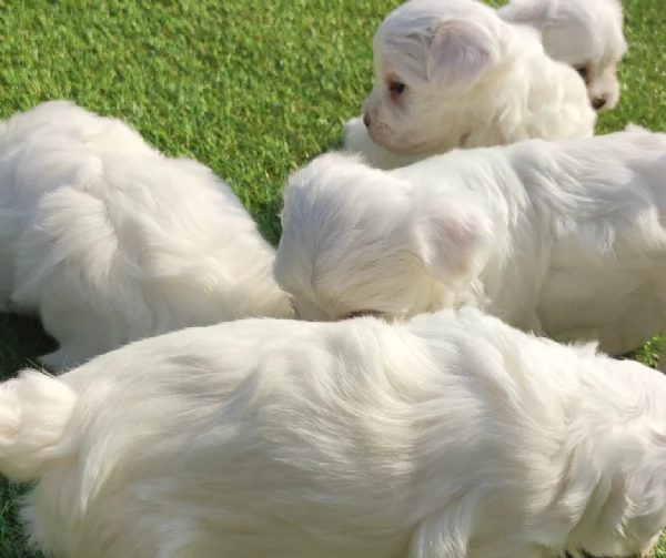 Cuccioli di maltese | Foto 1