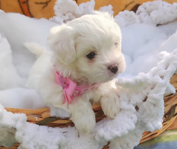 Cuccioli di maltese | Foto 0