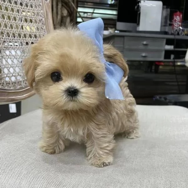 regalo abbiamo cuccioli di barboncino