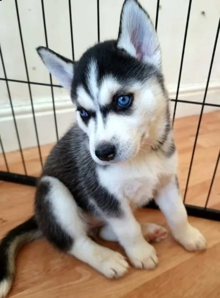 regalo siberian husky con pedigree .