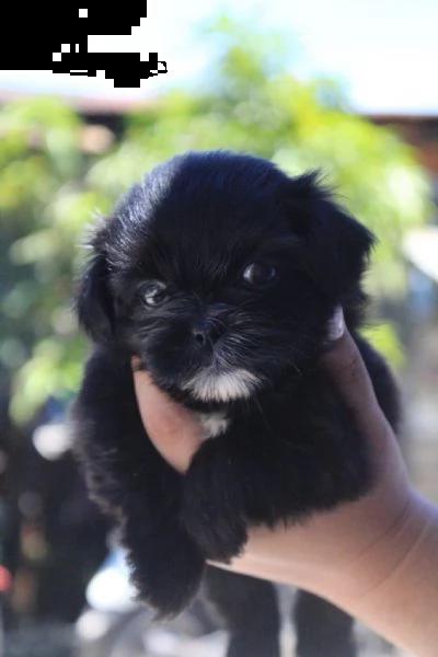 regalo cucciolo di shihtzu | Foto 2