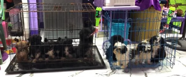 regalo cucciolo di shihtzu | Foto 0