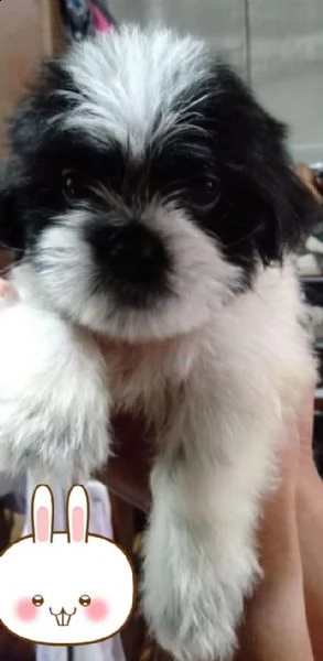regalo cucciolo di shihtzu