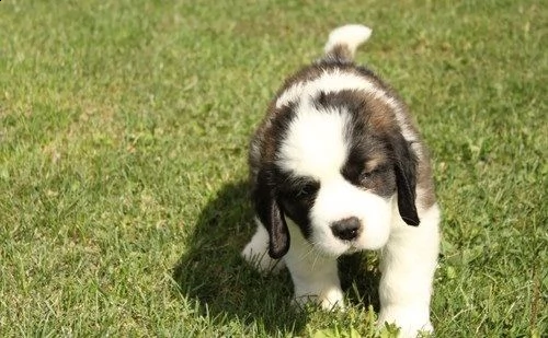 regalo adorabili cuccioli  san bernardo  femminucce e maschietti disponibili gratuita 