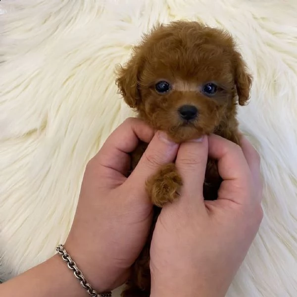 2regalo barboncino | Foto 0