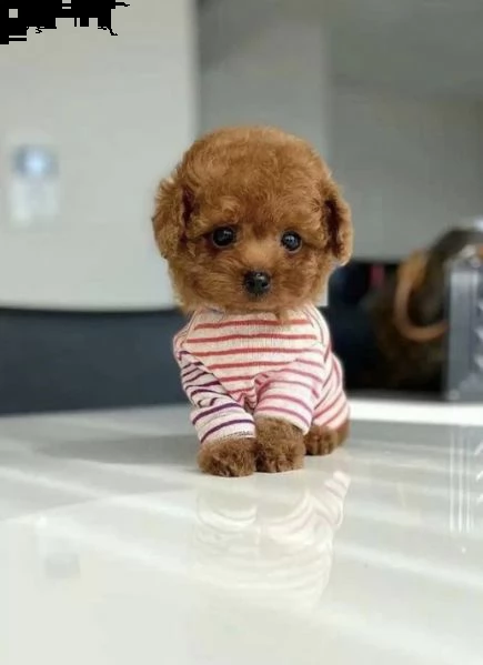 2regalo barboncino[] | Foto 0