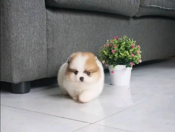 regalo  volpino pomerania mini toy)) | Foto 0