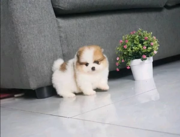 regalo  volpino pomerania mini toy))