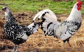 galli polli pollastri