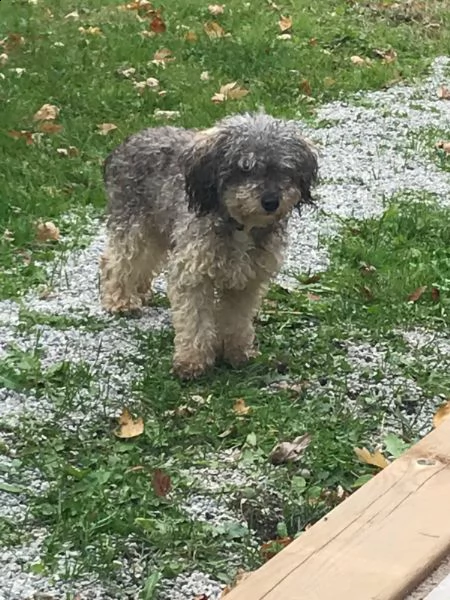 cuccioli di barboncino toy | Foto 6