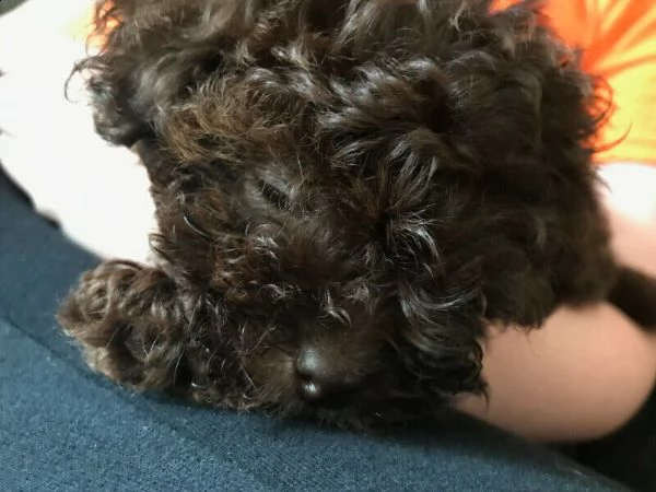 cuccioli di barboncino toy | Foto 5