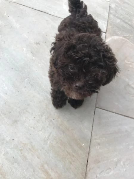 cuccioli di barboncino toy | Foto 4