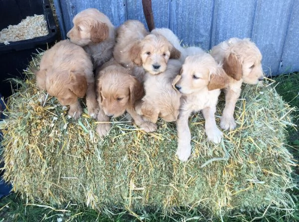 cuccioli di barboncino toy | Foto 3