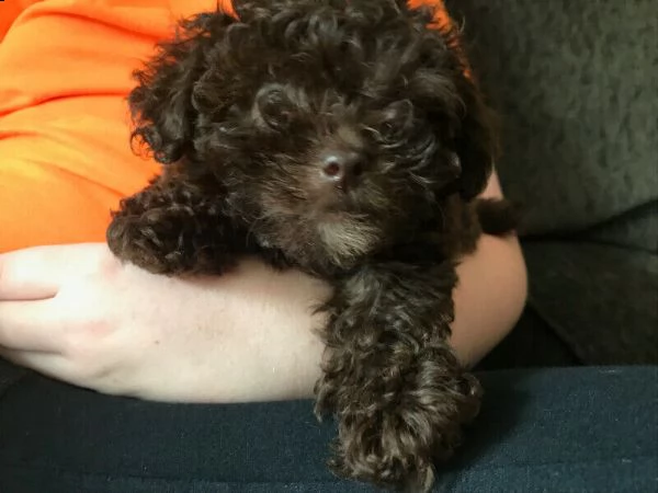 cuccioli di barboncino toy | Foto 2