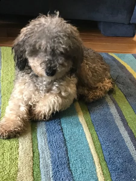 cuccioli di barboncino toy | Foto 1