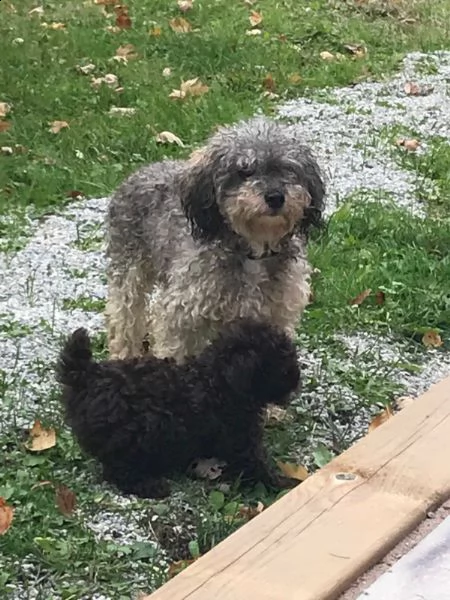 cuccioli di barboncino toy | Foto 0